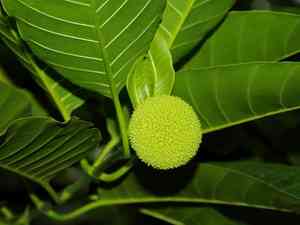 Burflower tree(Neolamarckia cadamba)