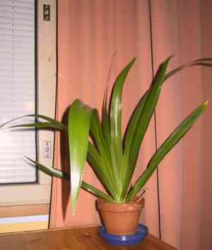 North's false flag(Neomarica northiana)