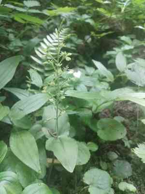 Northwestern twayblade(Neottia banksiana)
