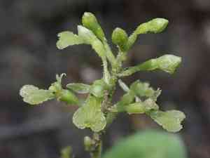 Northwestern twayblade(Neottia banksiana)