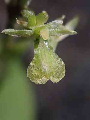 Northwestern twayblade(Neottia banksiana)