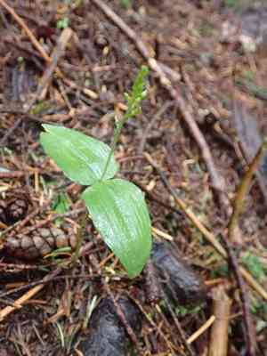 Northwestern twayblade(Neottia banksiana)