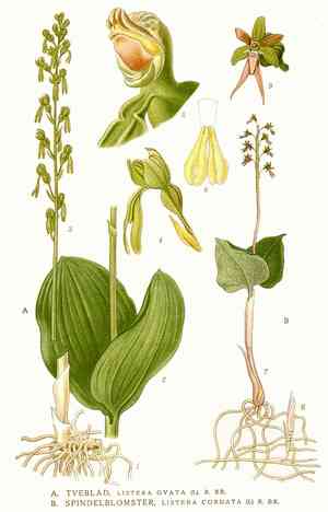 Heart-leaved twayblade(Neottia cordata)