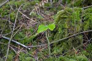 Heart-leaved twayblade(Neottia cordata)