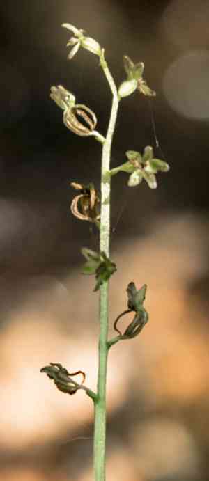 Heart-leaved twayblade(Neottia cordata)