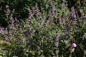 Caucasus catmint(Nepeta grandiflora)