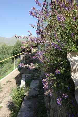 Caucasus catmint(Nepeta grandiflora)