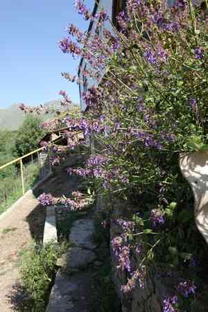 Caucasus catmint(Nepeta grandiflora)