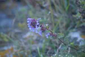 Caucasus catmint(Nepeta grandiflora)