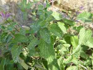 Dwarf Catmint(Nepeta racemosa)
