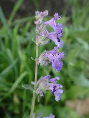 Dwarf Catmint(Nepeta racemosa)