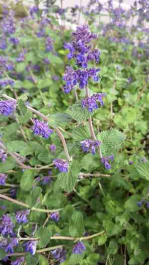 Dwarf Catmint (Nepeta racemosa) Care Guide: Pests, Diseases, Watering ...