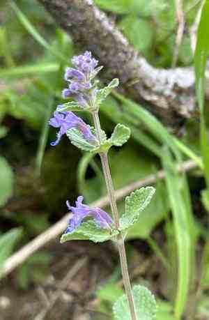 Dwarf Catmint (Nepeta racemosa) Care Guide: Pests, Diseases, Watering ...
