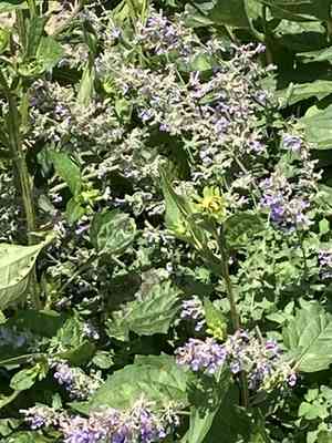 Catnips (Nepeta)(Nepeta)