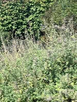 Catnips (Nepeta)(Nepeta)