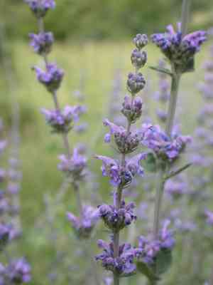 Catnips (Nepeta)(Nepeta)