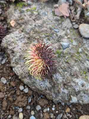 Rambutan(Nephelium lappaceum)