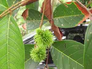 Rambutan(Nephelium lappaceum)