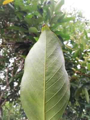 Rambutan(Nephelium lappaceum)