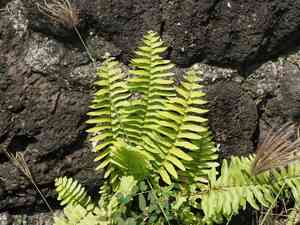 Asian sword fern(Nephrolepis brownii)