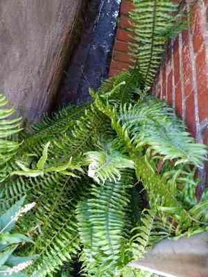 Asian sword fern(Nephrolepis brownii)
