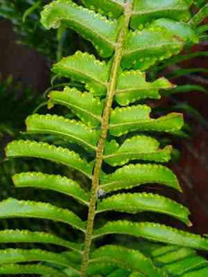 Asian sword fern(Nephrolepis brownii)