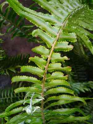 Asian sword fern(Nephrolepis brownii)