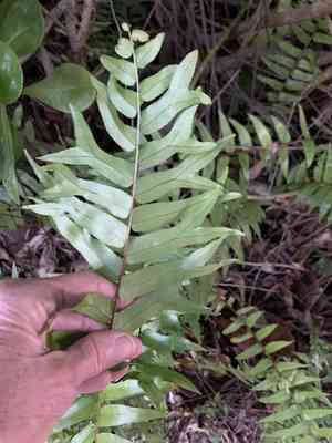 Fishtail swordfern(Nephrolepis falcata)