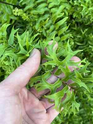 Fishtail swordfern(Nephrolepis falcata)