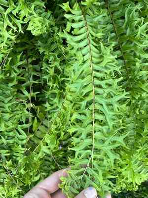 Fishtail swordfern(Nephrolepis falcata)