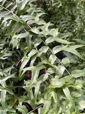 Fishtail swordfern(Nephrolepis falcata)