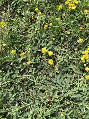 Yellow puff(Neptunia lutea)