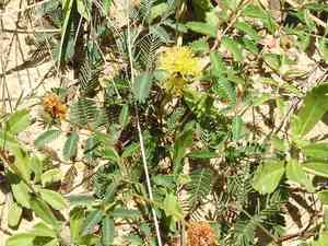 Yellow puff(Neptunia lutea)