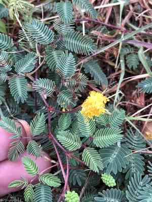 Yellow puff(Neptunia lutea)