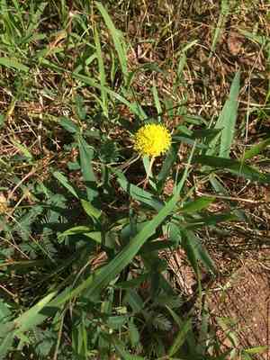 Yellow puff(Neptunia lutea)