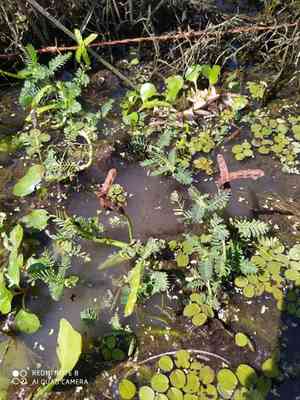 Water mimosa(Neptunia oleracea)