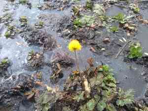 Water mimosa(Neptunia oleracea)