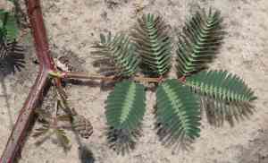 Water mimosa(Neptunia oleracea)