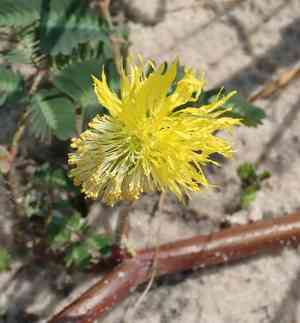 Water mimosa(Neptunia oleracea)