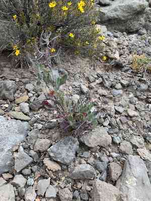 Velvety nerisyrenia(Nerisyrenia camporum)