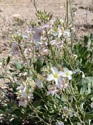 Velvety nerisyrenia(Nerisyrenia camporum)