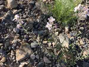 Velvety nerisyrenia(Nerisyrenia camporum)