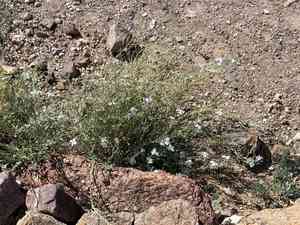 Velvety nerisyrenia(Nerisyrenia camporum)