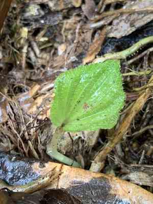 Nervilia platychila(Nervilia platychila)
