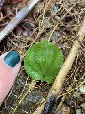 Nervilia platychila(Nervilia platychila)