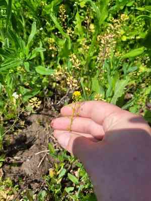 Ball mustard(Neslia paniculata)