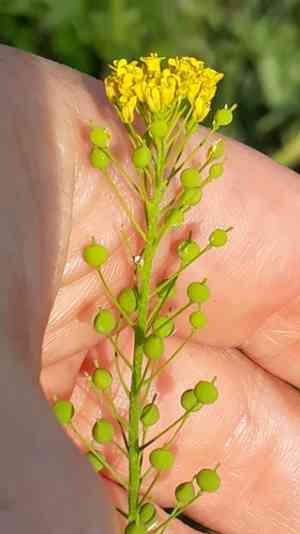 Ball mustard(Neslia paniculata)