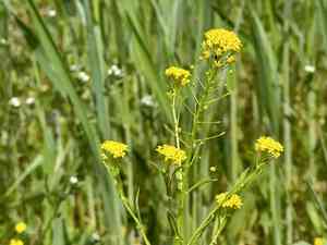 Ball mustard(Neslia paniculata)