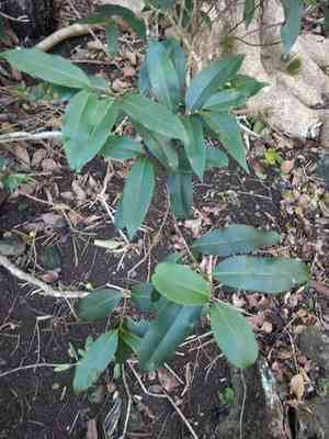 Hawai'i olive(Nestegis sandwicensis)