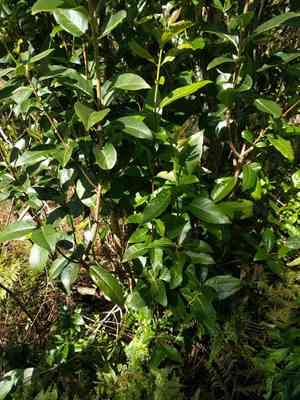 Hawai'i olive(Nestegis sandwicensis)